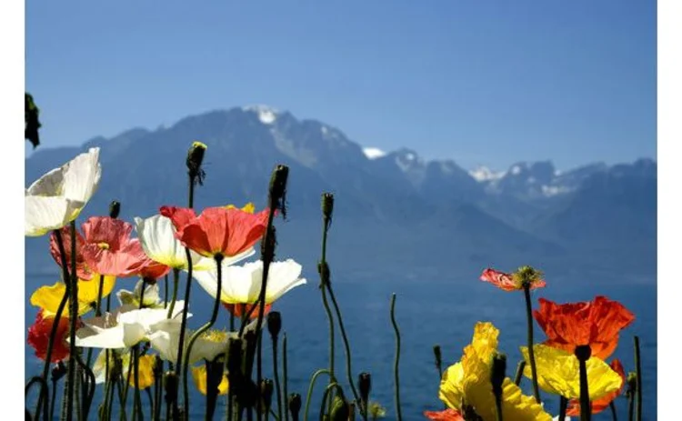 switzerland-mountain-range-panorama-poppies-flowers-closeup
