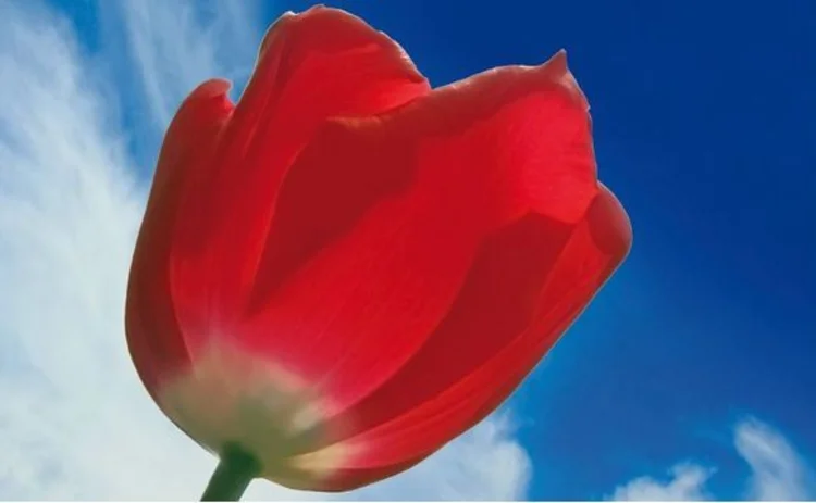 Red tulip in sun