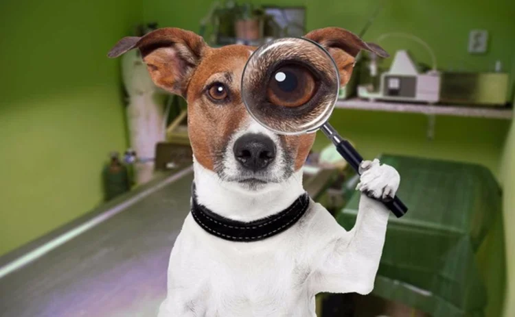 inspector-dog