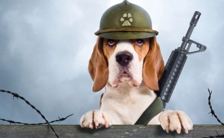 A dog with a gun and wearing an army tin hat