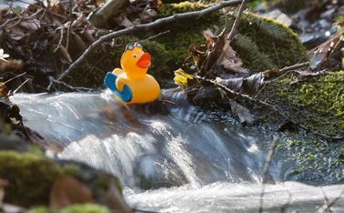 rubber duck in stream 