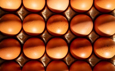 Fresh brown chicken eggs in a cardboard crate tray under warm natural sunlight, top view