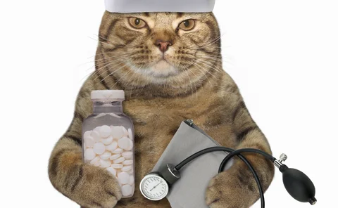 Dr Cat will see you now