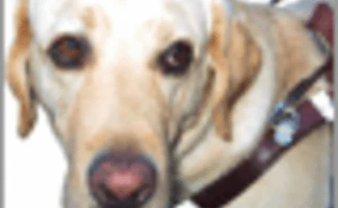 post-070329-supp-05-gif