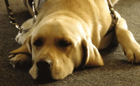 guide-dog