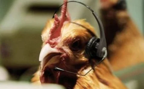 swiftcover chickens1