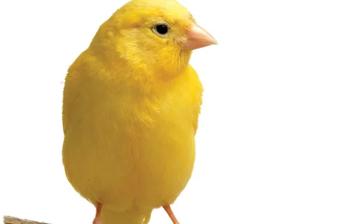 Canary