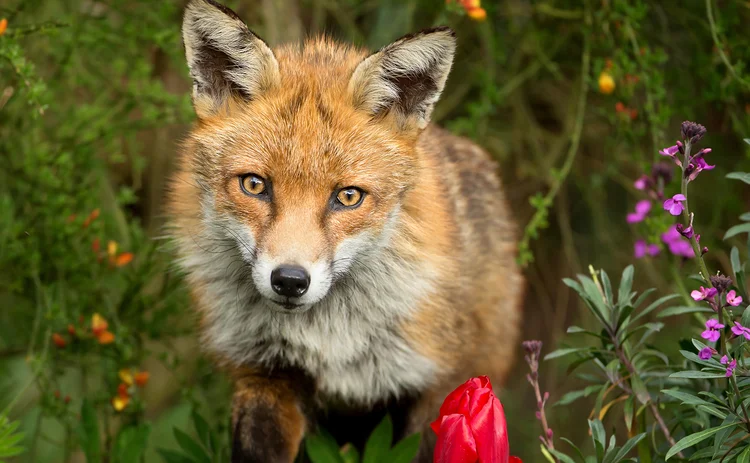 fox in the flowers