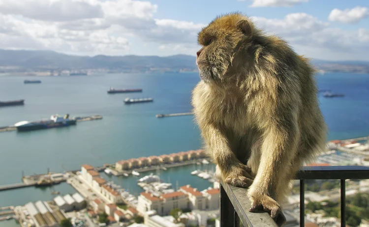 gibraltar monkey