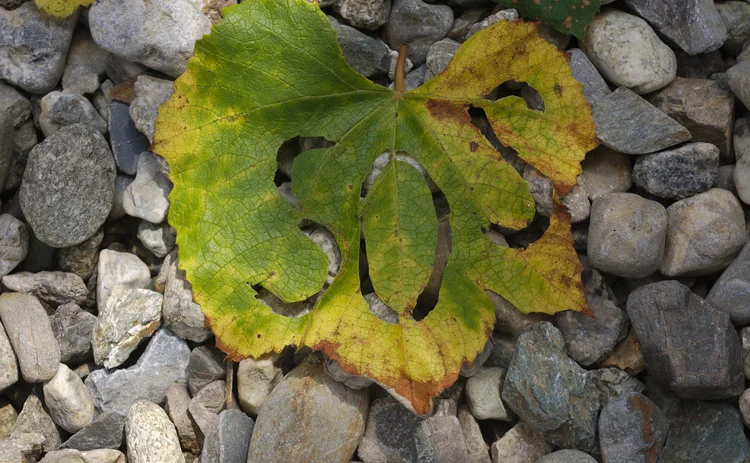 SOS word on a vine leaf on white small rocks.