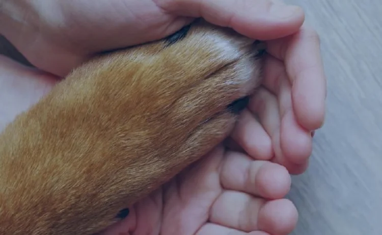 Pet insurance implications: American XL Bully Ban in the UK