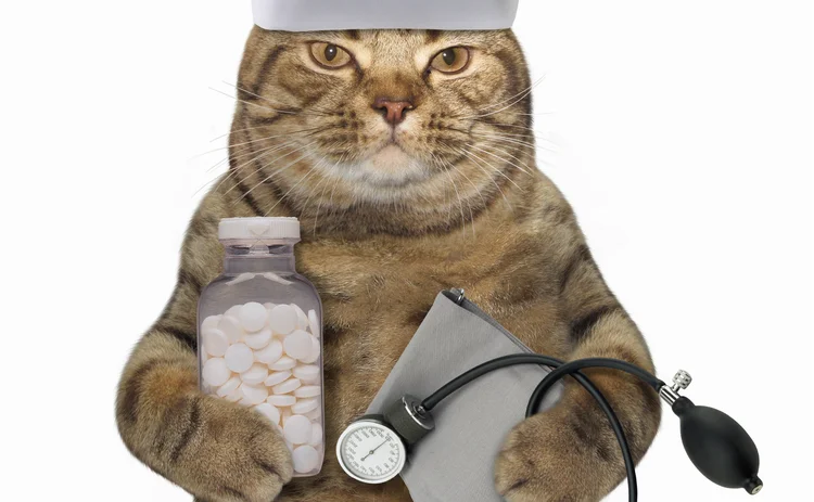Dr Cat will see you now