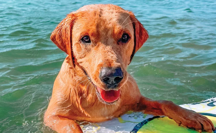 Buzz - pet of the month