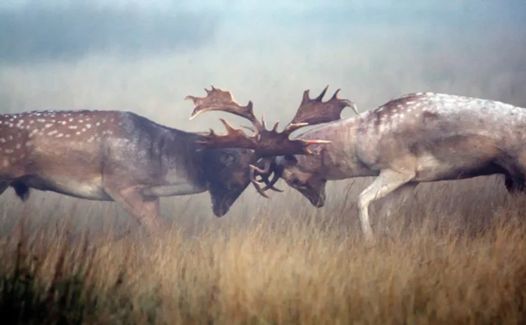 deer-battle