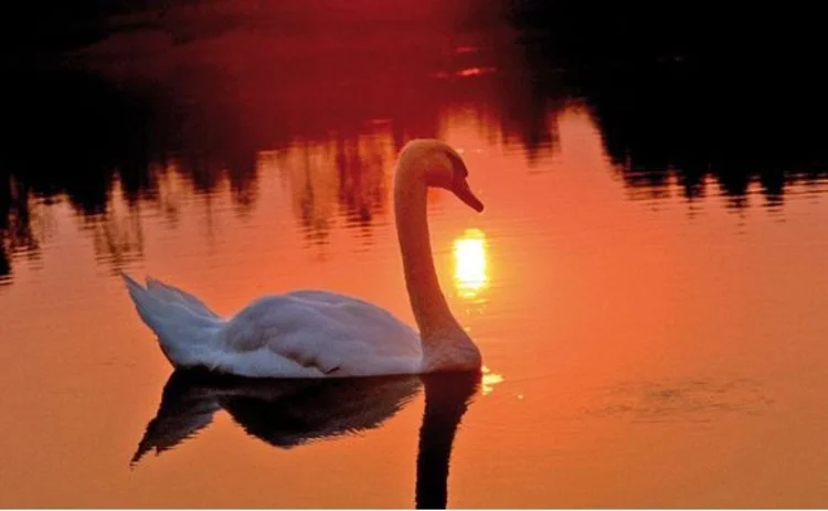Swan on water at sunset
