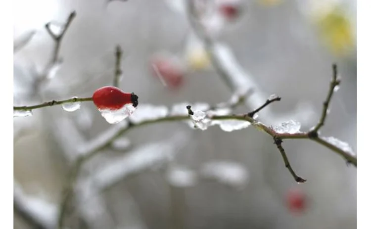 rosehip-berry-on-branch-red-covered-in-frost-closeup