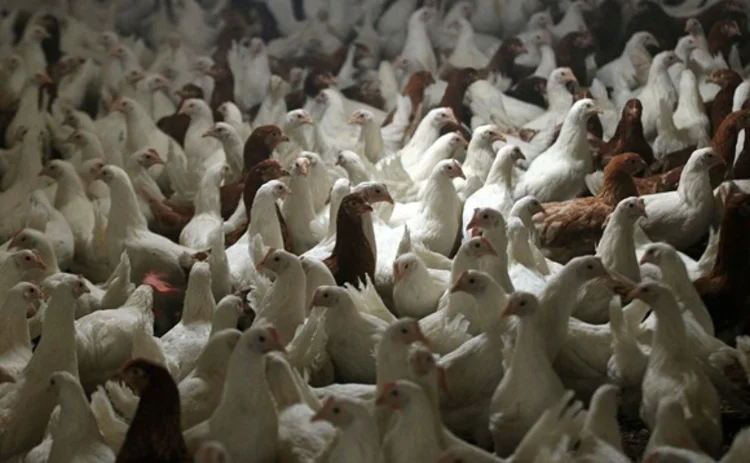 chickens-farm-white
