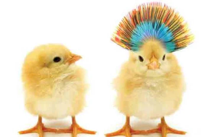 chickens-with-mohekin