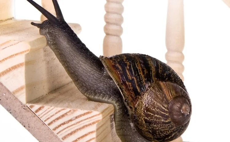A snail climbing stairs