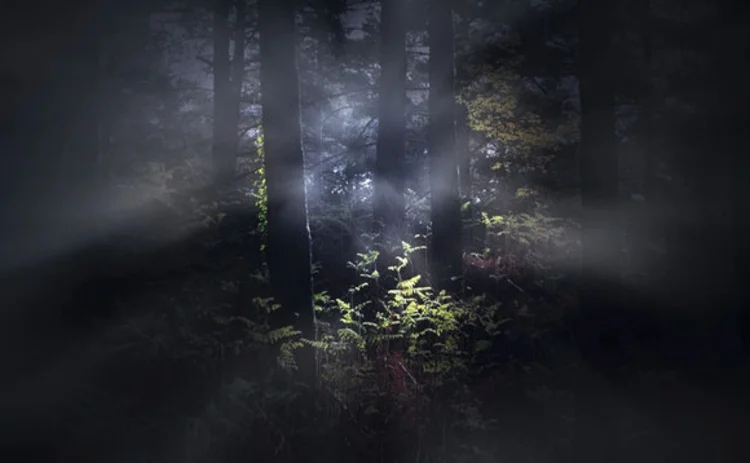 foggy-woods-at-dawn