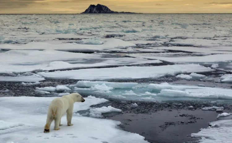 A polar bear on a piece of broken ice