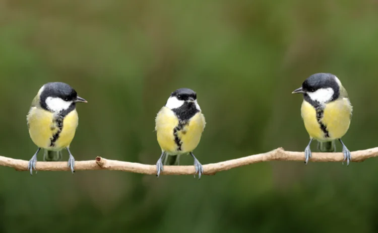 hash-crash-birds-on-branch