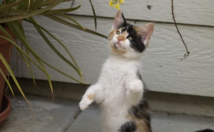 Kitten reaches up for low-hanging flower
