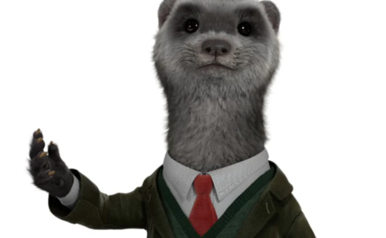 Herve the ferret