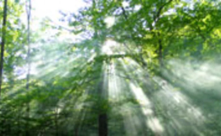 Sunlight through trees in a forest