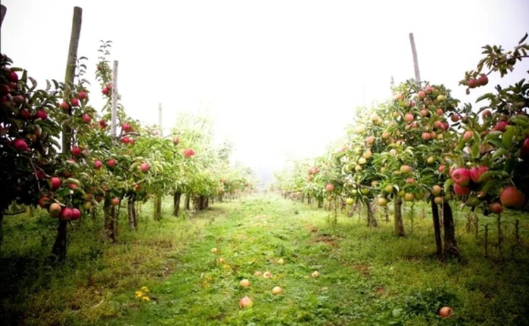 Copella apple farm