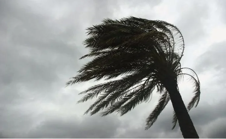 A palm tree yielding in a tropical storm