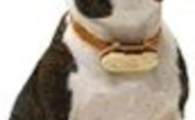 How-much-is-that-doggie-in-the-window---align--left