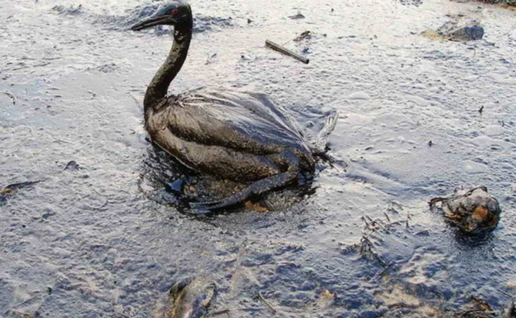 An oiled bird after a Black Sea oil spill