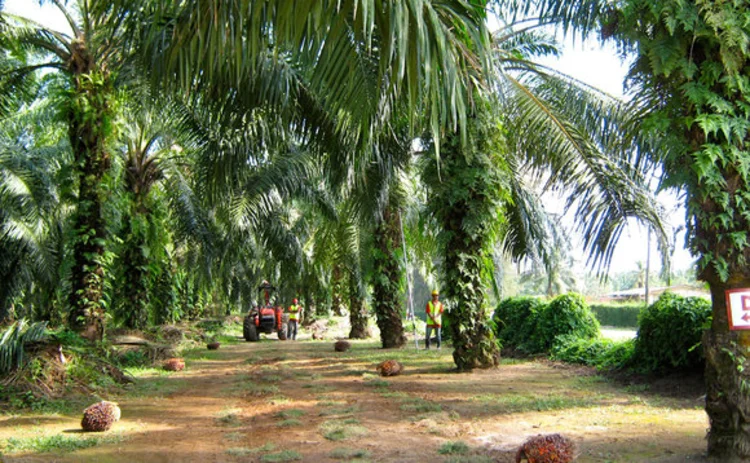 Roadway through the plantation