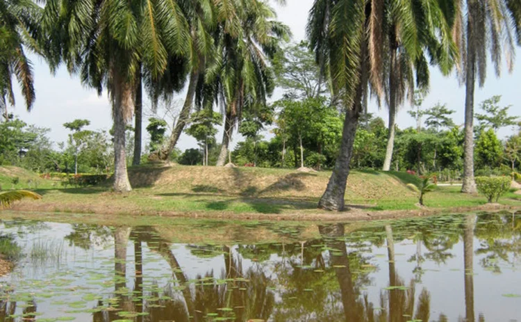 A view of trees and lake in the plantation