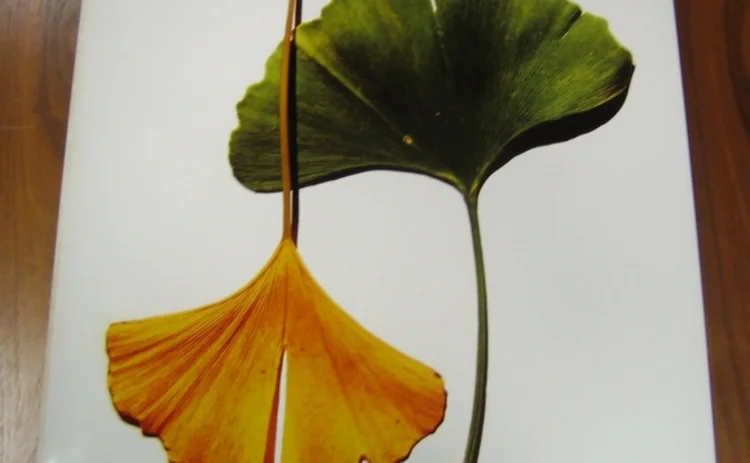 irving-penn-ginko-leaves-art