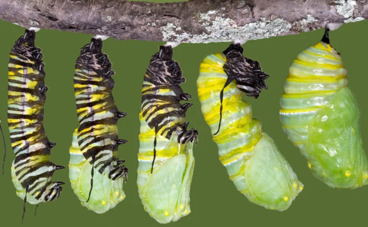caterpillars-cocoon