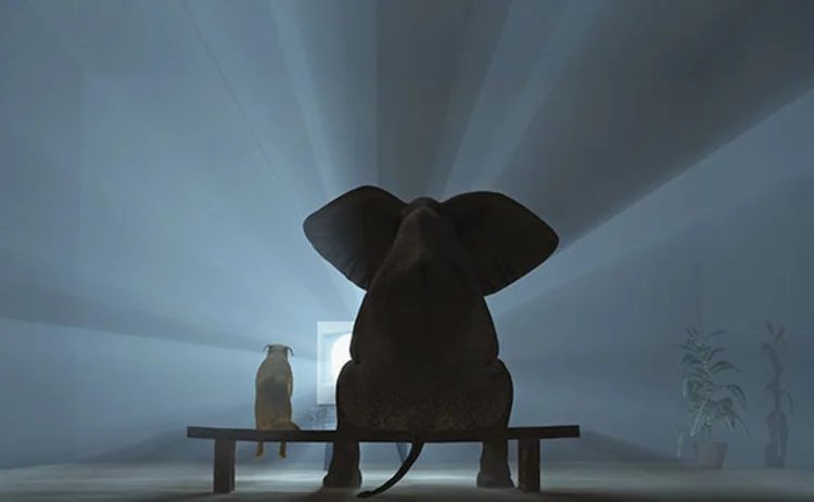 An elephant watching a television