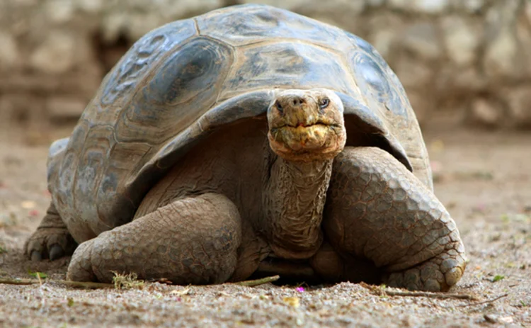 slowtortoise