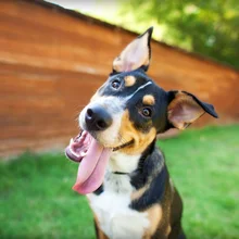 Happy dog