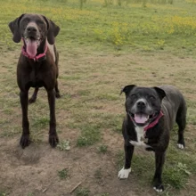 Paula Robinson’s doggos