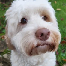 Iain Brumpton’s dog