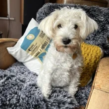 Diary of an Insurance PR: Harrison Sadler's Alison Reeson puppy
