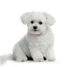maltese-dog