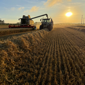 A wide shot of a combine harvester harvesting winter wheat in an agricultural field in Embleton, Northumberland at sunset on a summer's evening. A tractor pulls a large trailer, driving alongside collecting the crop.