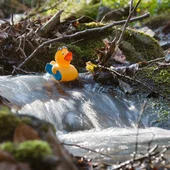rubber duck in stream 